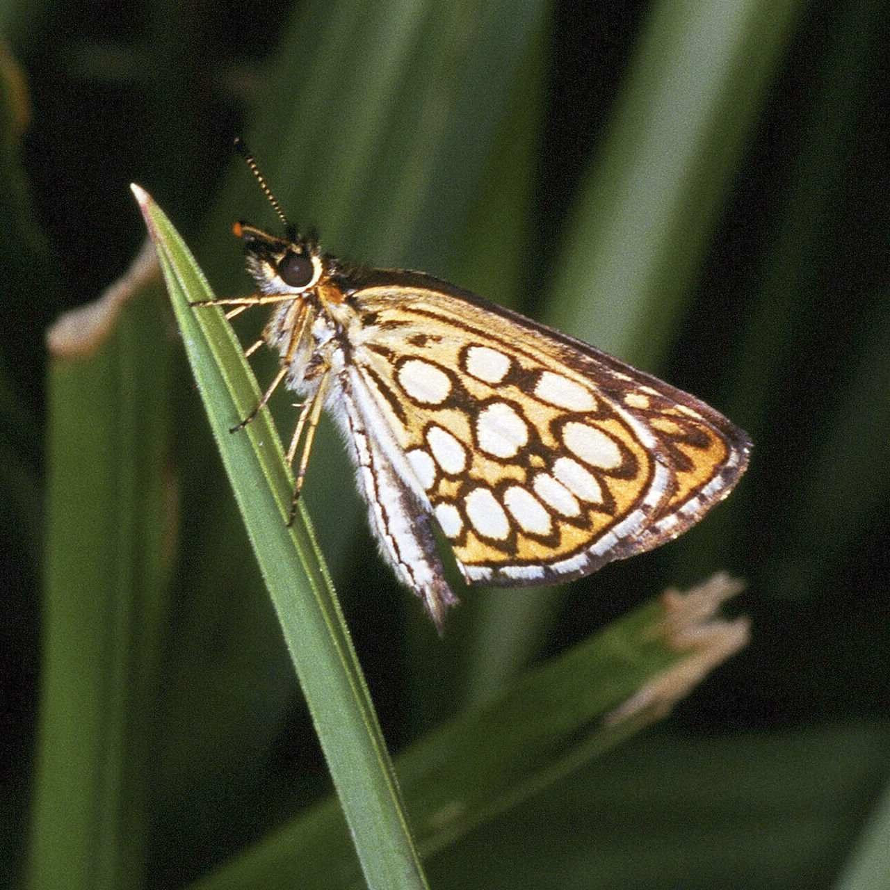 Heteropterus.morpheus.2490.jpg