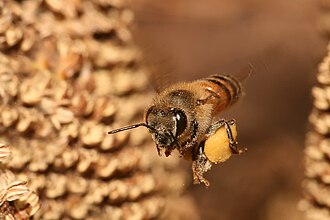 Honeybee in flight carrying pollen in pollen basket
