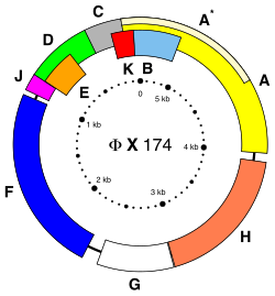 A diagram of phiX174's genome