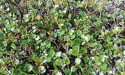 Betula nana (dwarf birch) Taymyr lowlands 48,000–25,000 YBP