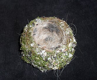 Nest of a chaffinch