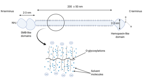 Structure of lubricin