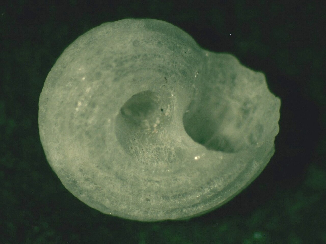 Circulus tatei 001.jpg