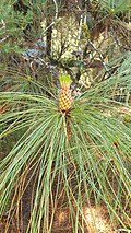 Male pollen cones of Pinus canariensis grouped in clusters reminiscent of the appearance of a pineapple, hence the name of the tropical pineapple fruit