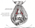 Bulbourethral gland labeled at center left