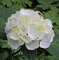 White hydrangea