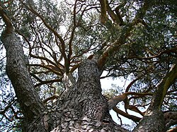 Looking up in the branch structure