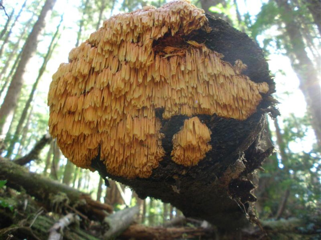 Pycnoporellus alboluteus 61386.jpg