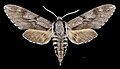 Male