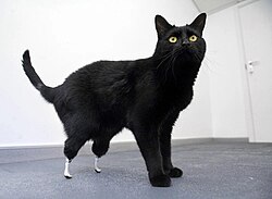 A black cat standing in a white room. Its two hind paws are replaced with metallic prostheses.