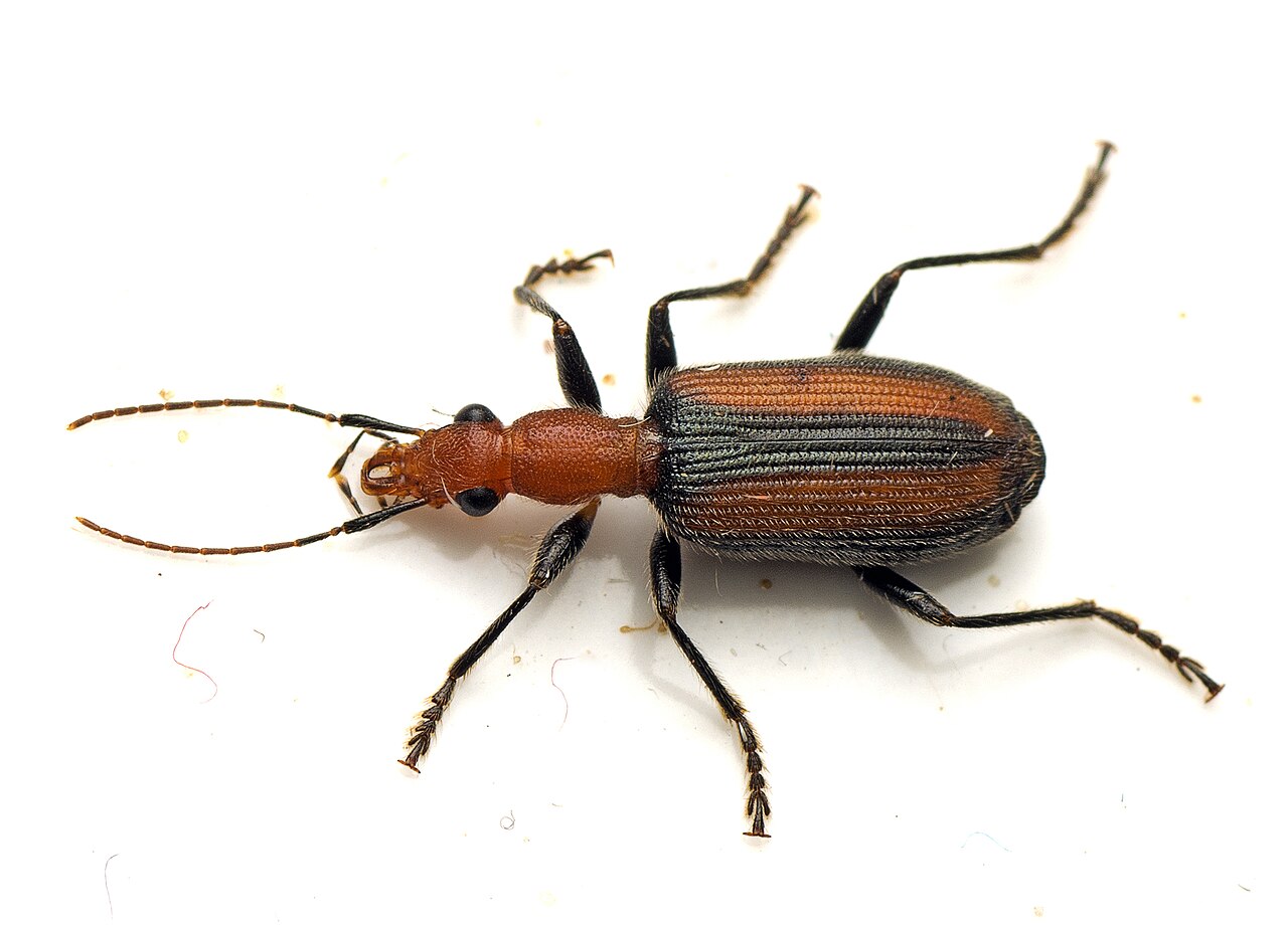 Drypta australis - inat 252002134.jpg