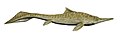 Mixosaurus cornalianus restoration, a Middle Triassic ichthyosaur