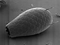 Euglypha sp. (Cercozoa: Euglyphida)