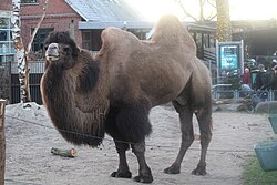 A shaggy two-humped camel