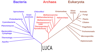 Phylogenetic tree based on rRNA genes data (Woese et al., 1990)[123] showing the 3 life domains, with the last universal common ancestor (LUCA) at its root