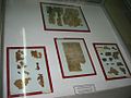 Fragments of the Dead Sea Scrolls on display at the Archeological Museum, Amman