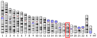 Chromosome 18 (human)