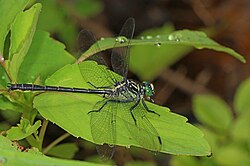 Stegnomphurus rogersi perched on a leaf