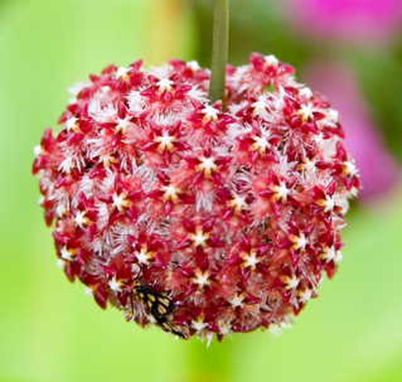 Hoya mindorensis.jpg