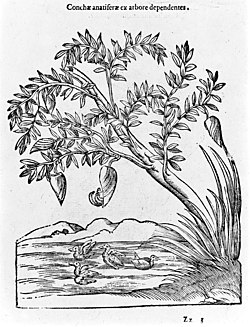 Barnacle geese being "born" from conchae anatiferae (goose-bearing shells) by the sea, then swimming away. Ulisse Aldrovandi, 16th century
