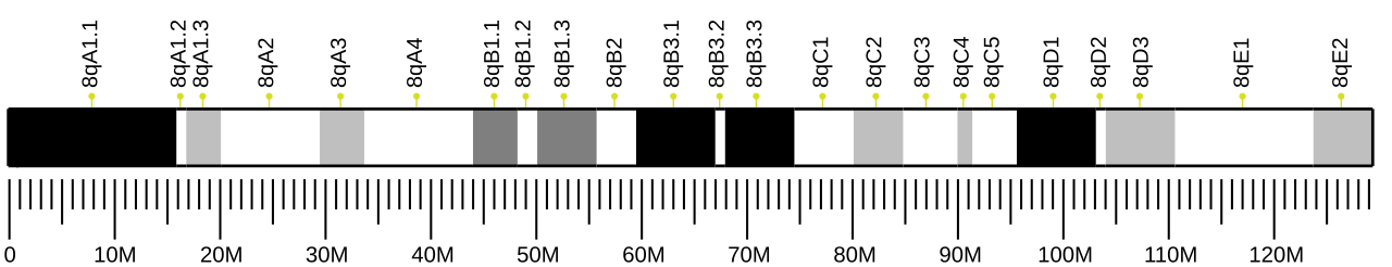 Ideogram of house mouse chromosome 8.svg