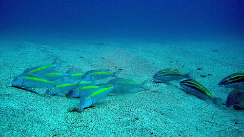 A school of yellow-striped goatfish (P. chrysopleuron) and whitesaddle goatfish searching food on the sandy bottom, northeast coast, Taiwan