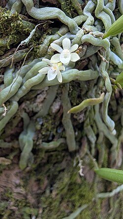 Taeniophyllum has green photosynthetic roots instead of leaves.