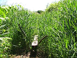 Two wooden posts set in the ground and crossing at an angle supporting a wooden board which disappears into tall green reeds