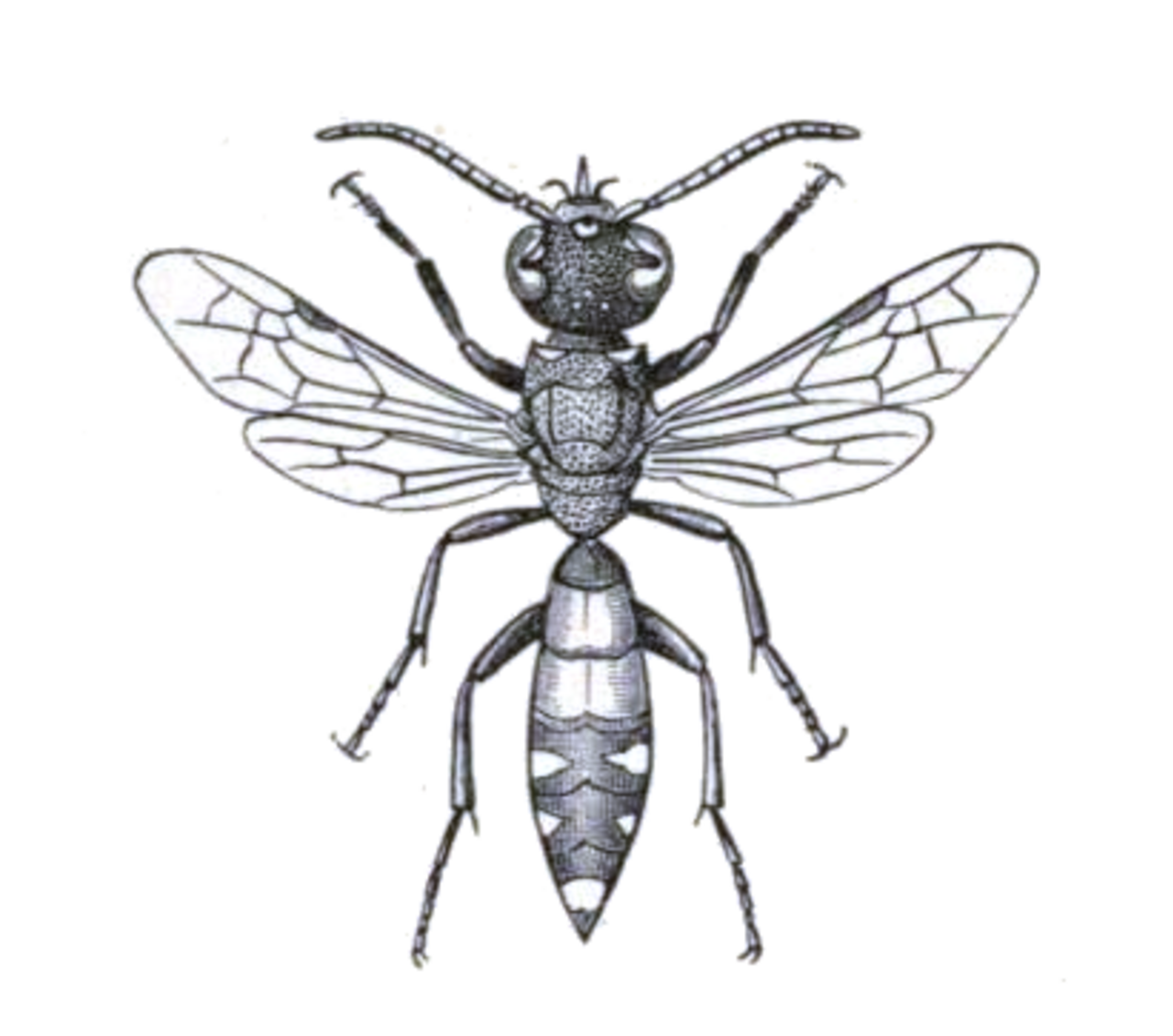Sapyga f.png