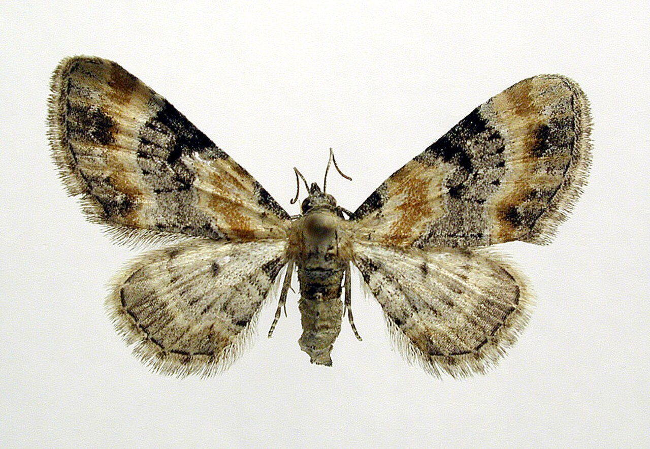 Eupithecia linariata.jpg
