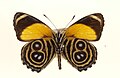 Eunomia eighty-eight, C. eunomia, underside