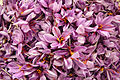 Saffron Flowers, Torbat-e Heydarieh