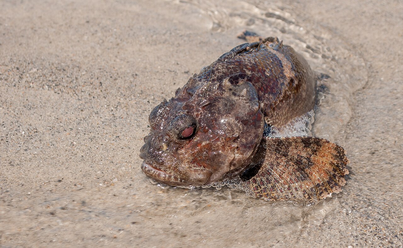 Bocon toadfish.jpg