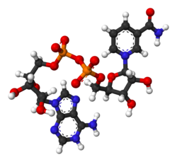 Ball-and-stick model of the oxidized form