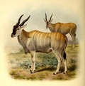 Illustration of T. o. livingstonii