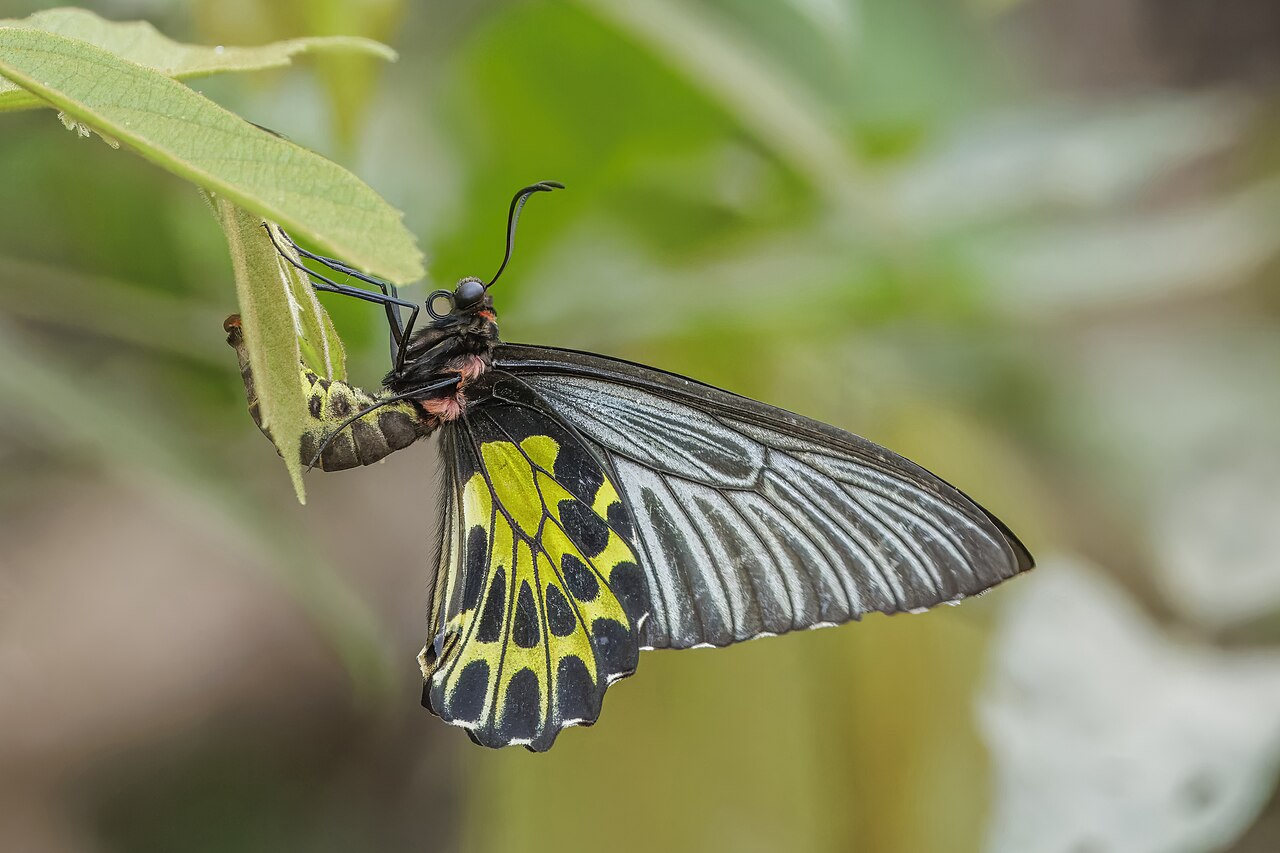 Golden birdwing (Troides aeacus aeacus) female Siem Reap.jpg