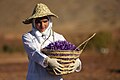 Saffron Farm, Harvest time
