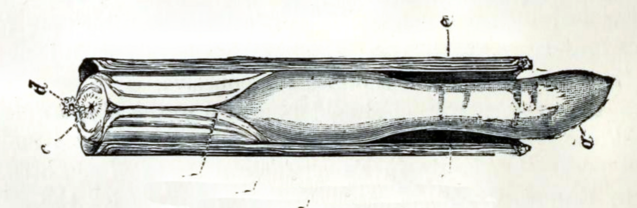 Ensis siliqua 001.png