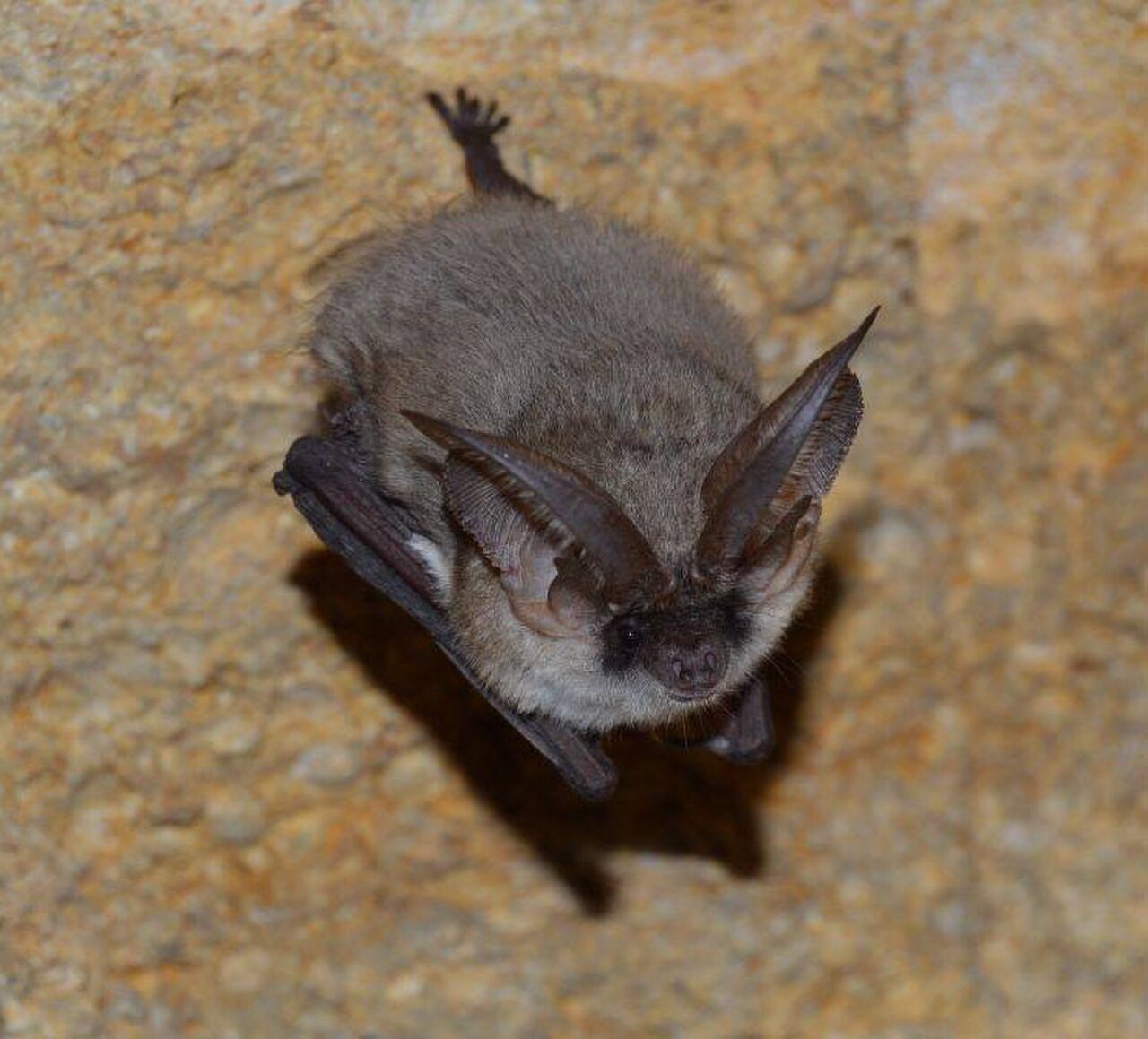 Plecotus austriacus2.jpg