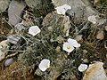 Convolvulus cneorum in Catalonia, Spain