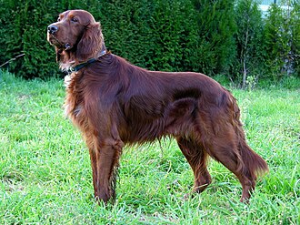 A red setter or Irish setter