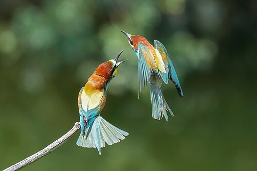 European bee-eater attacking another european bee-eater