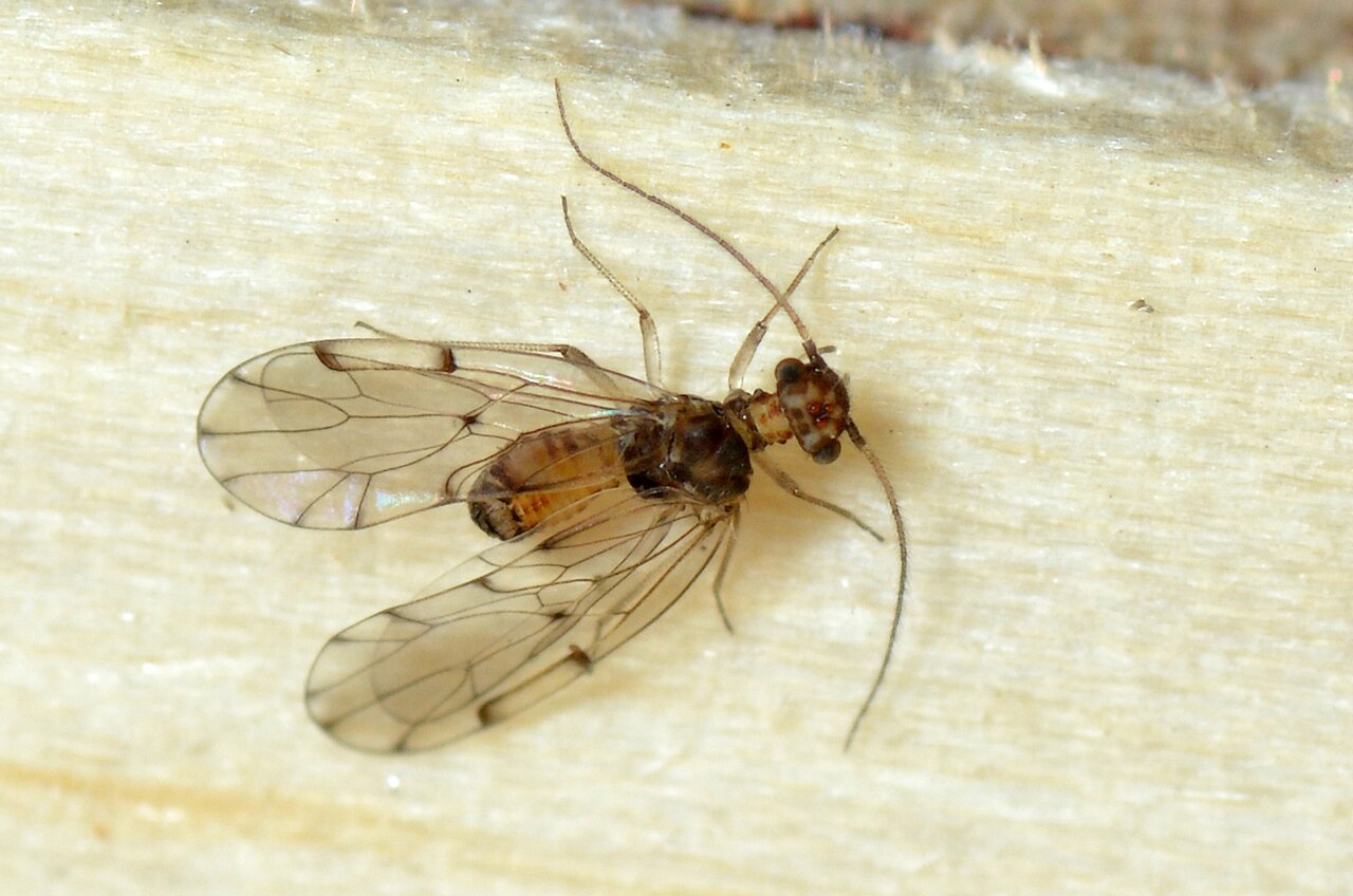 Ectopsocus briggsi.jpg