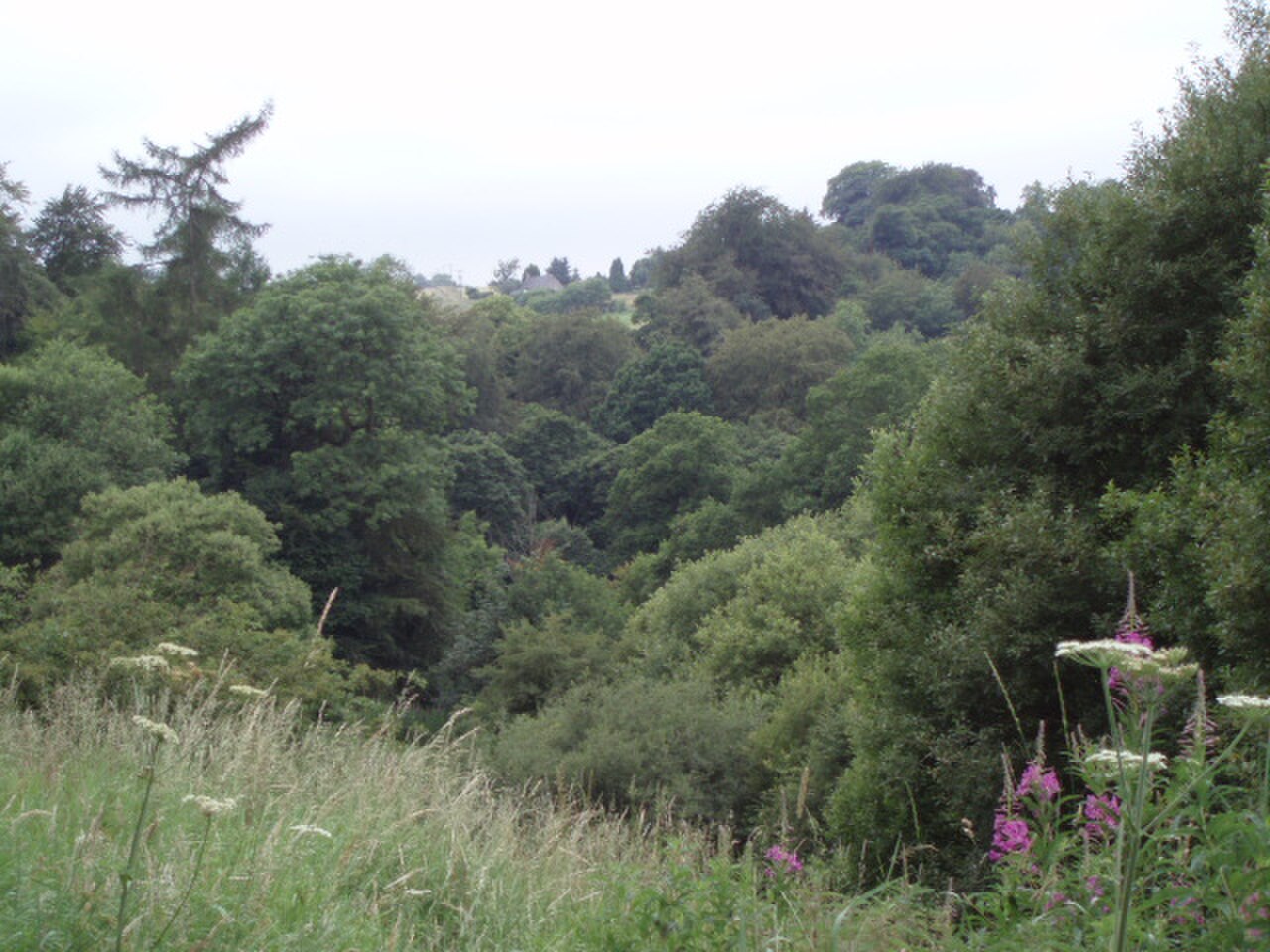 Woodland on west side of Fankerton - geograph.org.uk - 205580.jpg