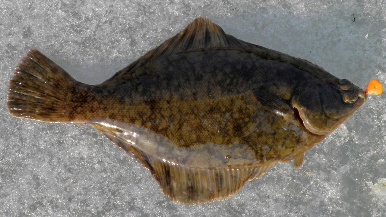 Pseudopleuronectes obscurus (photo).jpg