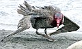 Giant petrel in a sealmaster pose