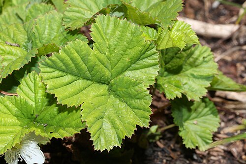 Leaves