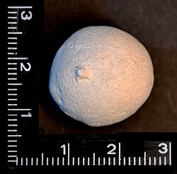 Fossile Porosphaera Globularis, found in Rethen