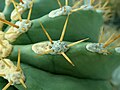 Areoles and spines