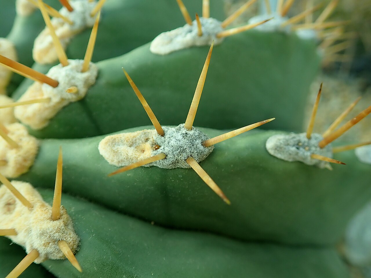 Ferocactus pottsii var. pottsii 2020-02-08 7799.jpg